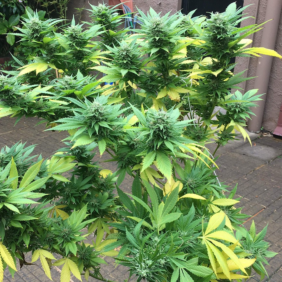 Семена марихуаны  Durban Poison feminised Ganja Seeds