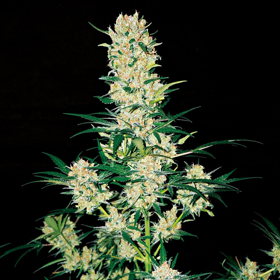 Семена каннабиса  Auto AK 49 regular Ganja Seeds