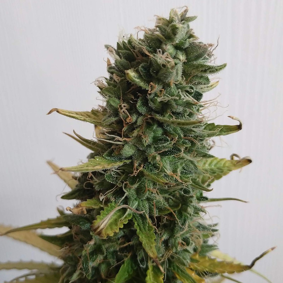 Семена марихуаны Lowgold regular Ganja Seeds