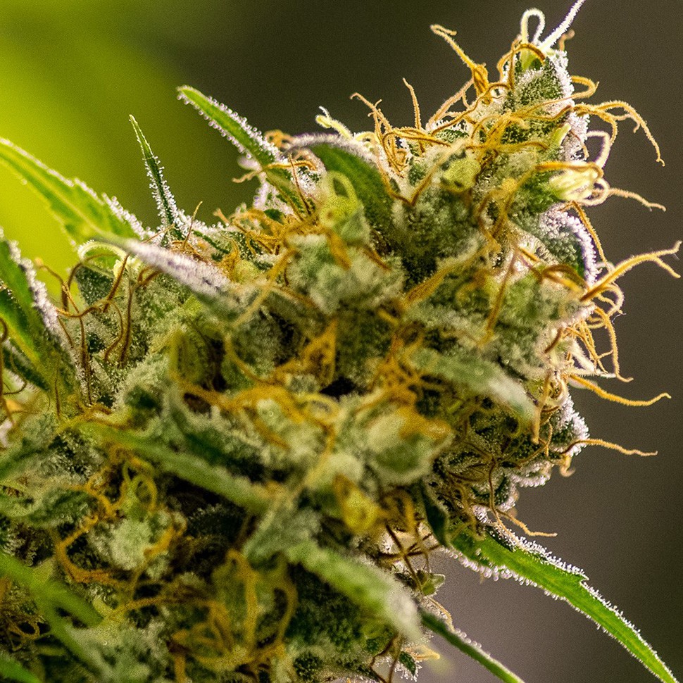 Семена ганжа Silver Haze feminised Neuro Seeds