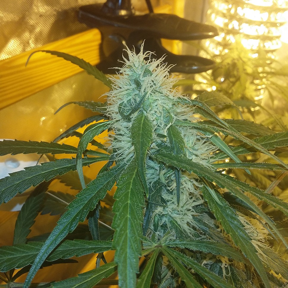 Семена марихуаны  Ultra Power Plant feminised Victory Seeds
