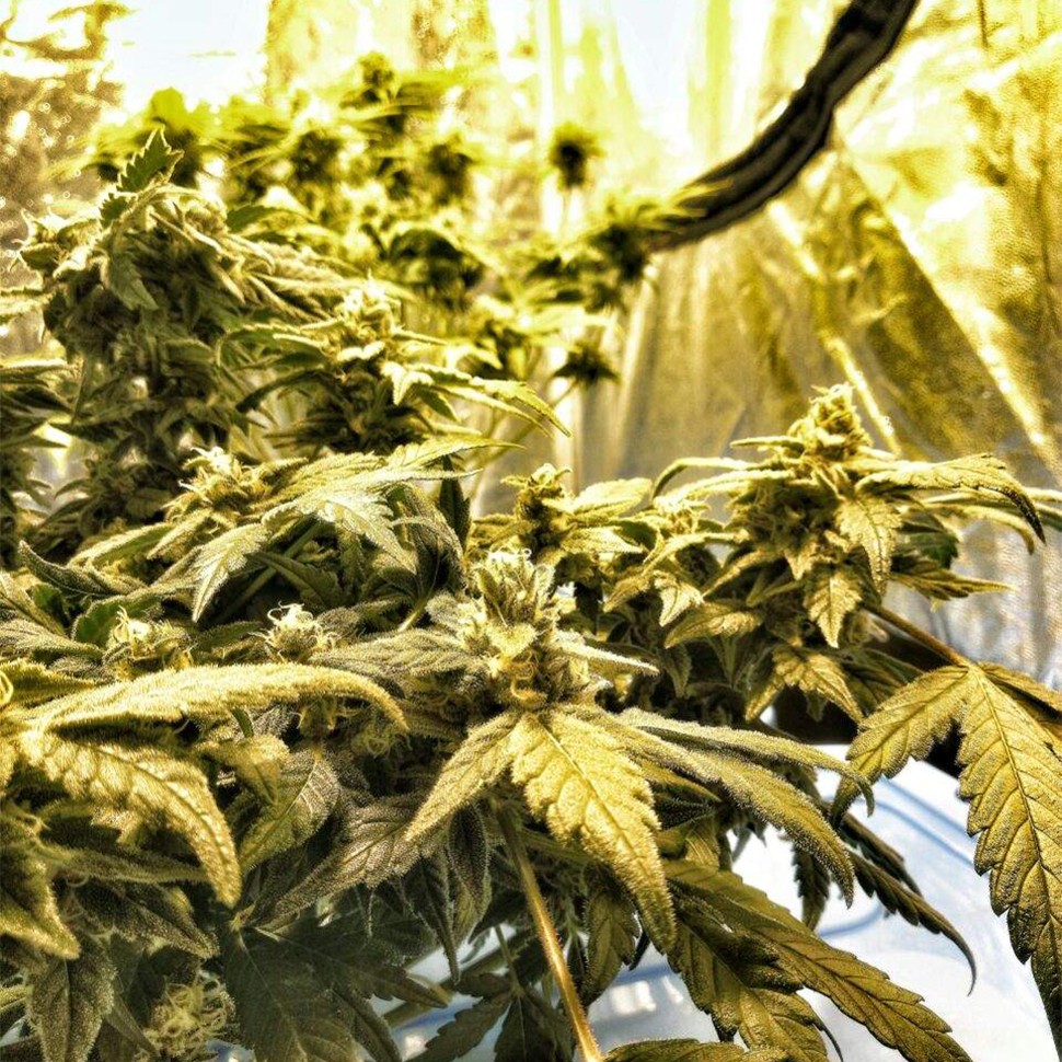 Семена марихуаны  Flowershell Bomb feminised Ganja Seeds