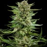 Семена марихуаны  Flowershell Bomb feminised Ganja Seeds