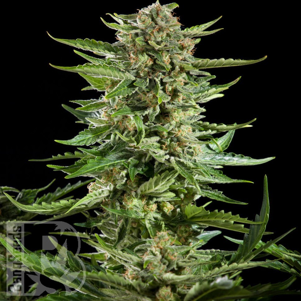 Семена марихуаны  Flowershell Bomb feminised Ganja Seeds