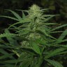 купить семена конопли в фирменной упаковке Afghan Haze feminised