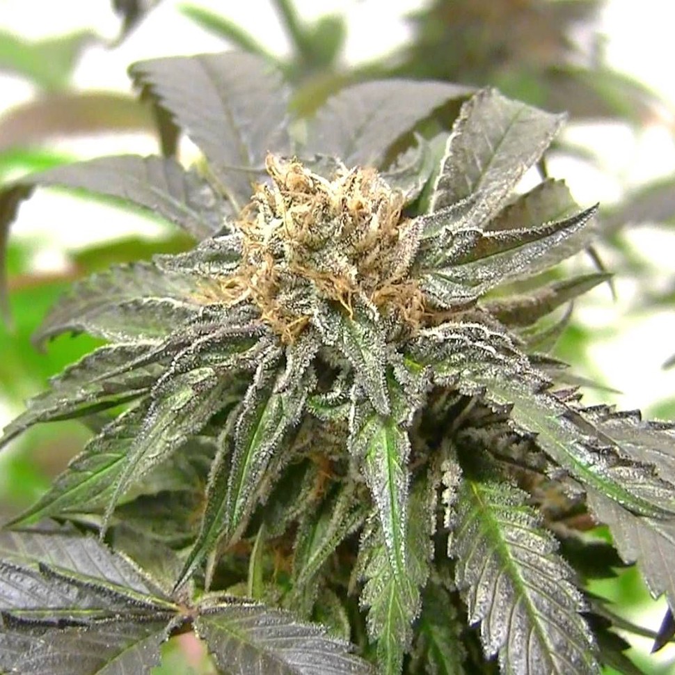 Семена каннабиса Purple Kush regular Ganja Seeds
