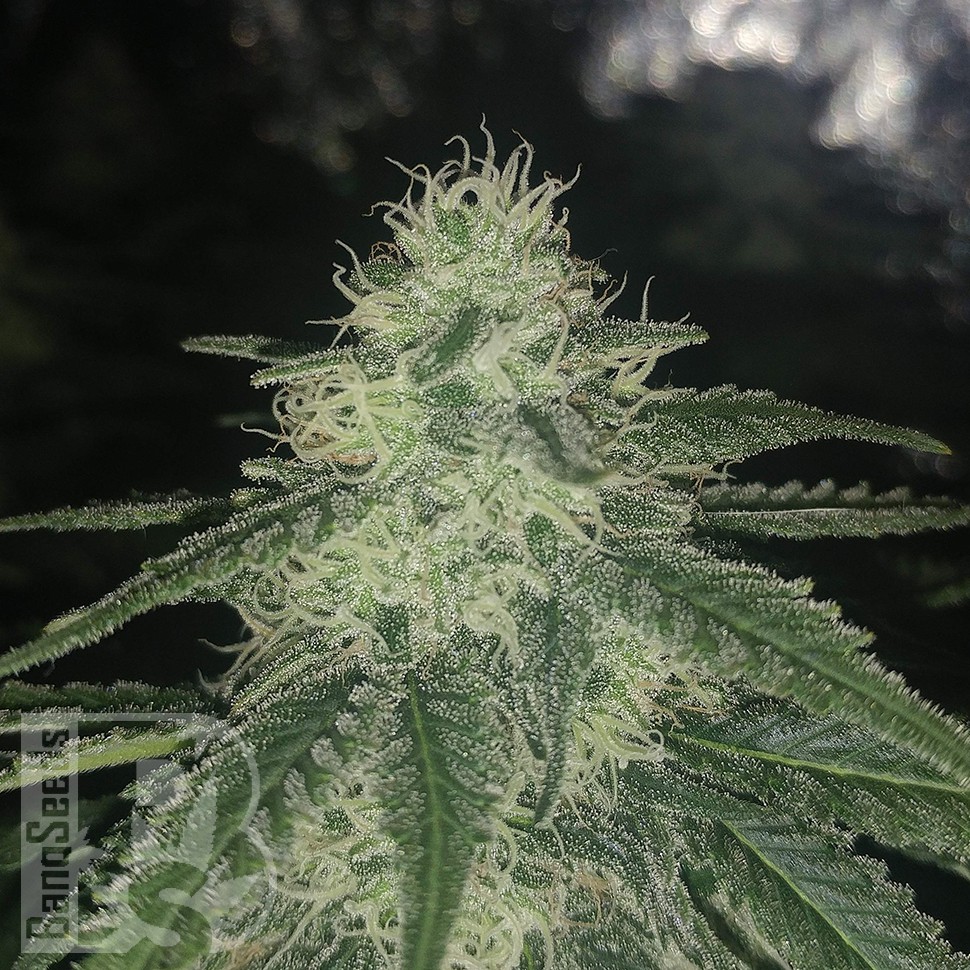 Семена каннабиса Afghan feminised Ganja Seeds
