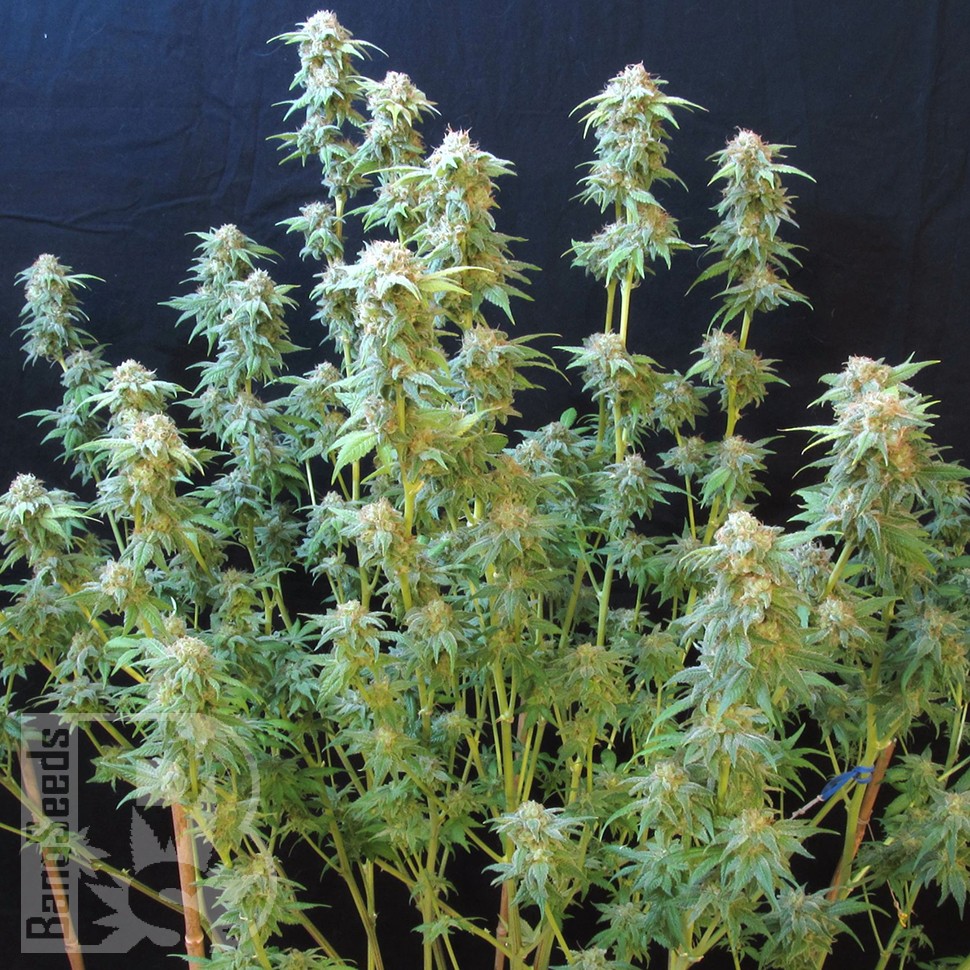 Семена каннабиса White Gum feminised Ganja Seeds