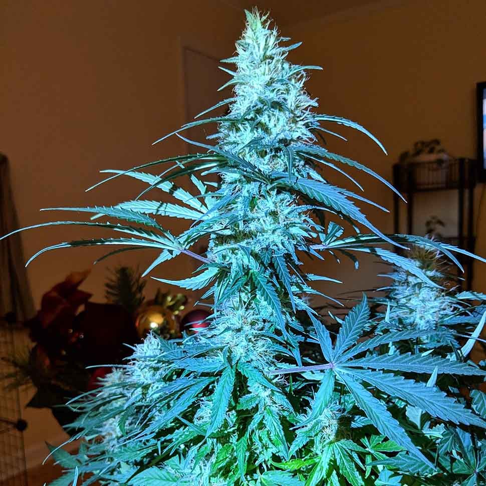 Семена каннабиса  Anesthesia regular Ganja Seeds