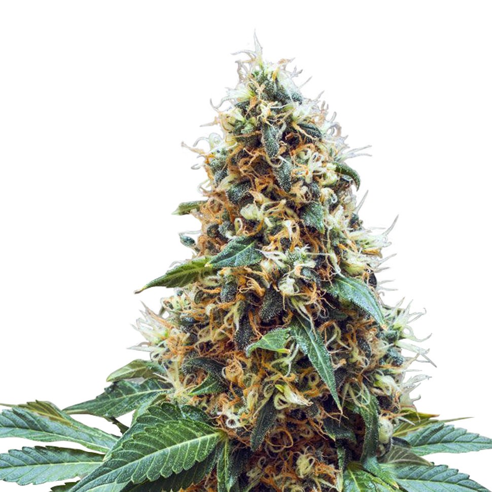 Семена Deathlok feminised GanjaVIP Seeds