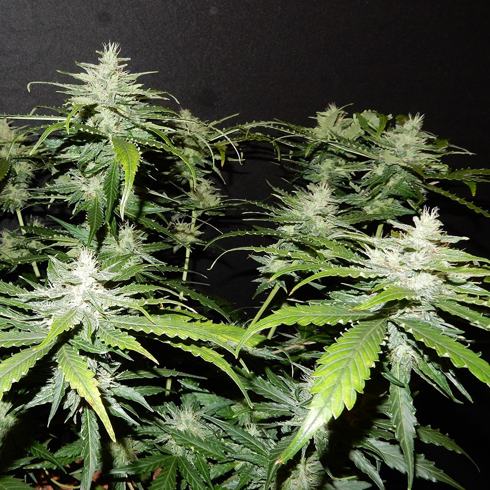 Семена марихуаны  Stress Brake feminised Neuro Seeds