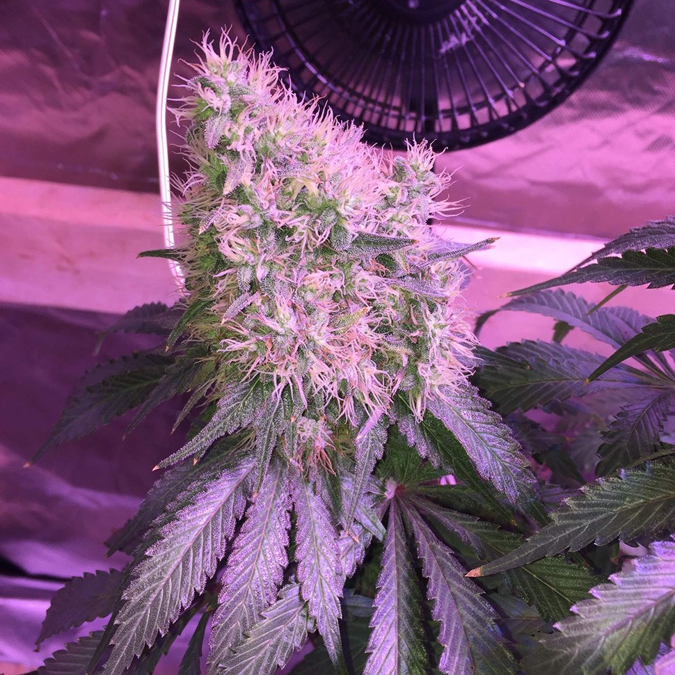 Семена марихуаны  Auto Northern Lights feminised Victory Seeds