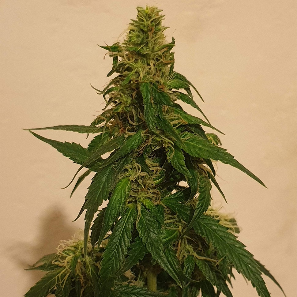Семена Gelato feminised Ganja Seeds