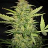 Семена каннабиса  AK Skunk feminised Ganja Seeds