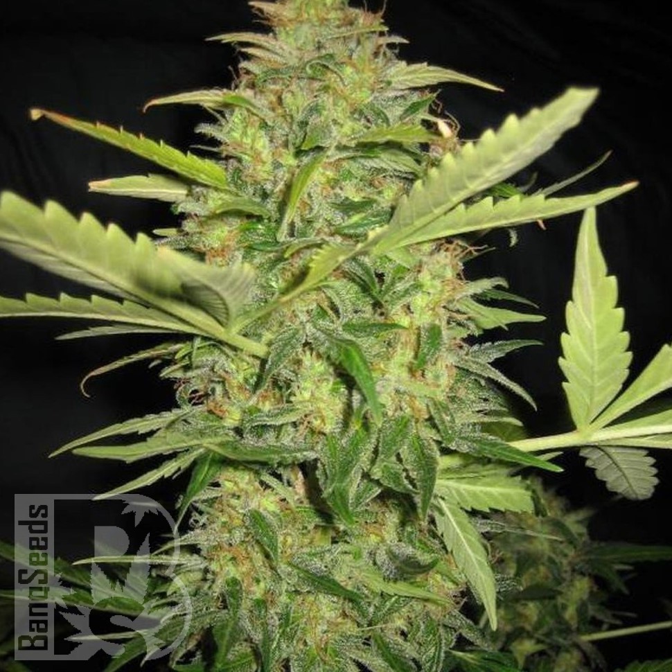 Семена каннабиса  AK Skunk feminised Ganja Seeds