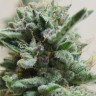 Семена каннабиса  AK Skunk feminised Ganja Seeds