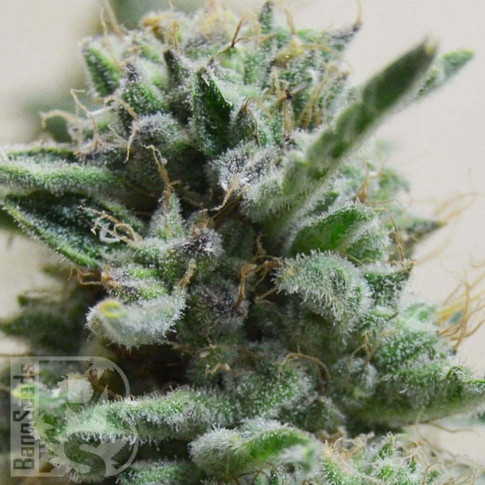 Семена каннабиса  AK Skunk feminised Ganja Seeds
