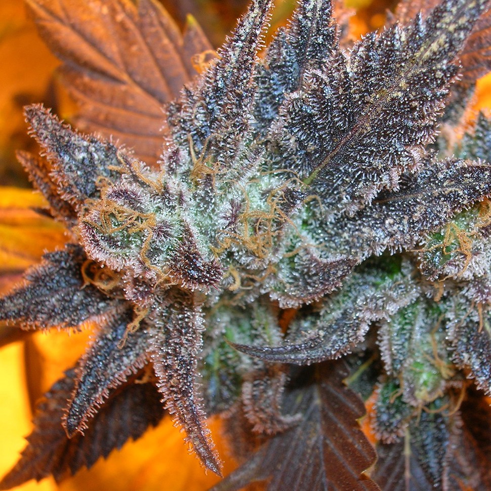 Семена ганжа  Auto Purple feminised Ganja Seeds
