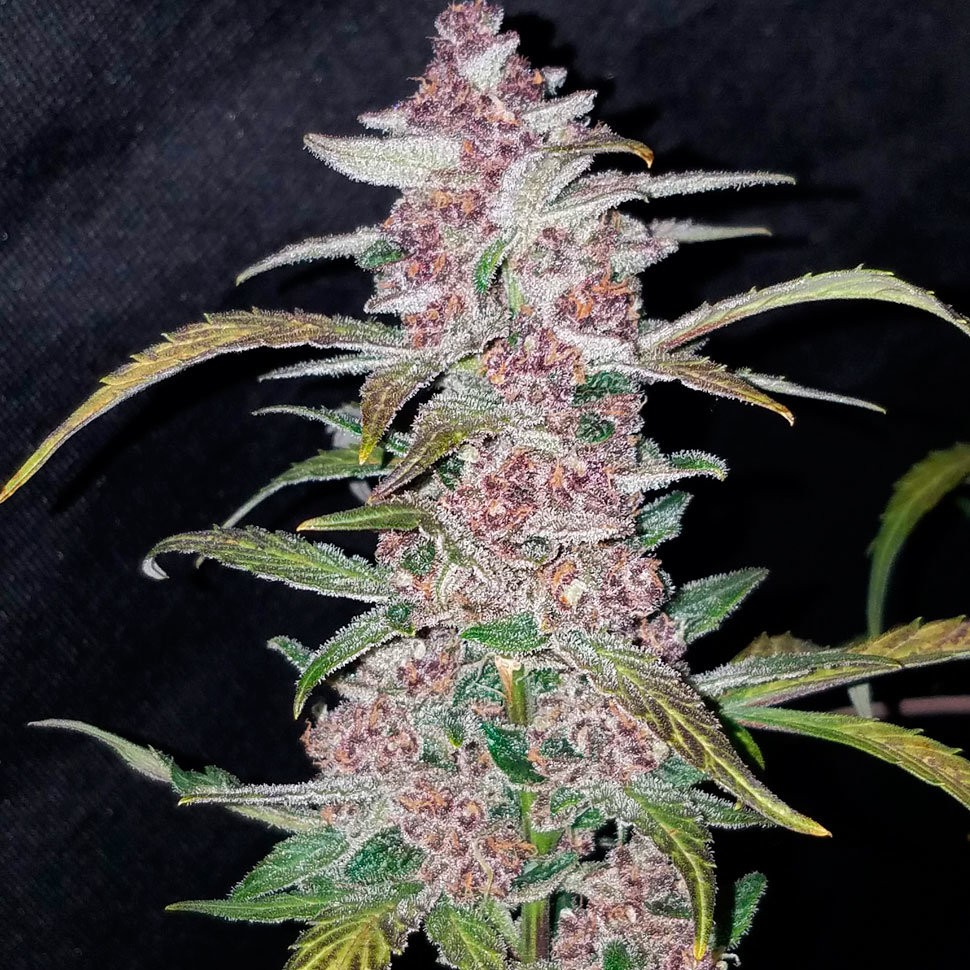 Семена ганжа Havok feminised GanjaVIP Seeds
