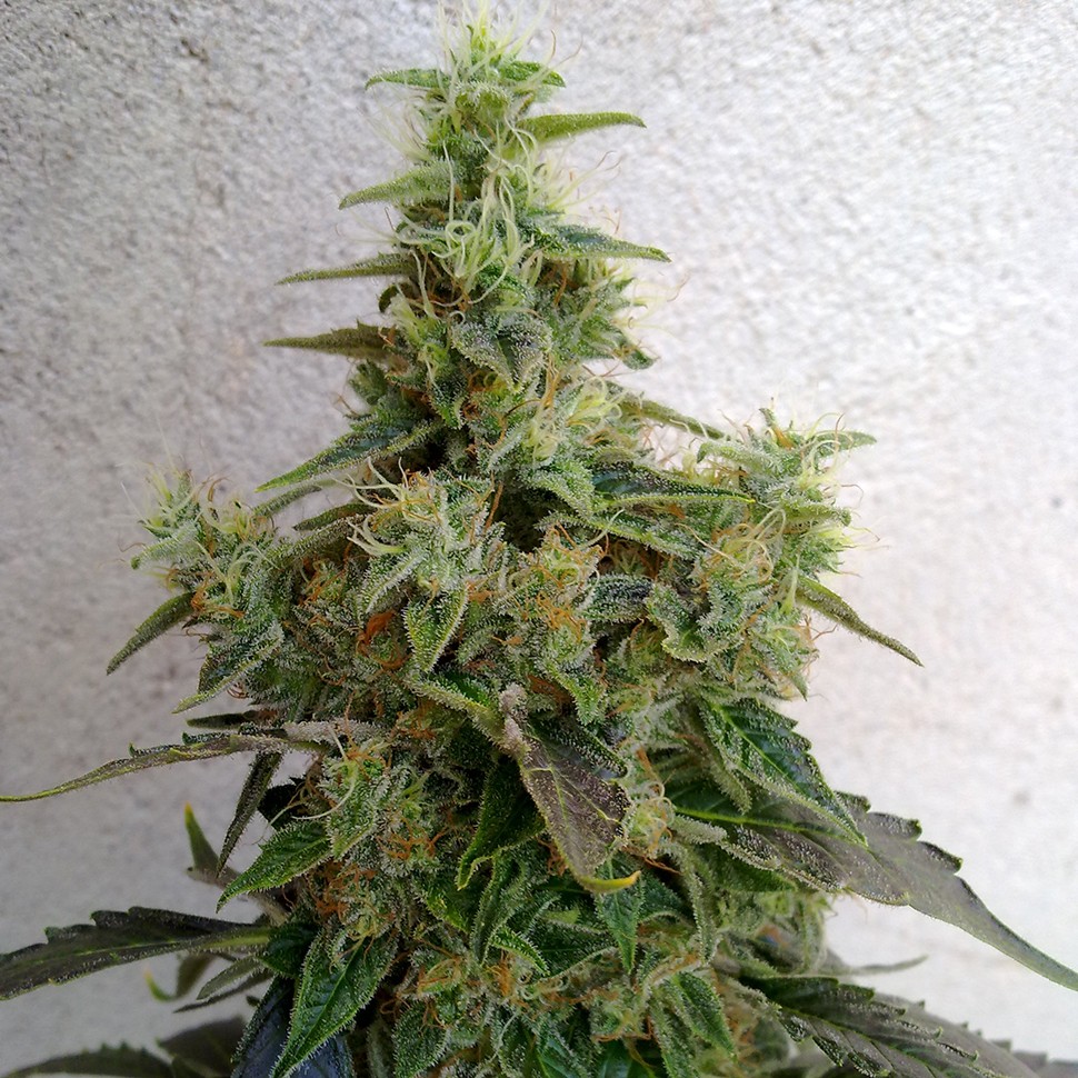 Семена ганжа Astana City feminised Bang Seeds