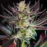 Семена конопли  Auto Dos-Si-Dos feminised Ganja Seeds