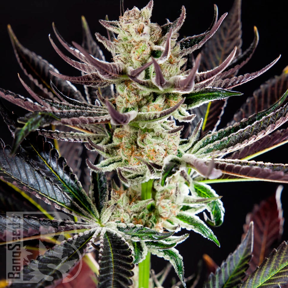 Семена конопли  Auto Dos-Si-Dos feminised Ganja Seeds
