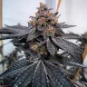 Семена конопли  Auto Dos-Si-Dos feminised Ganja Seeds
