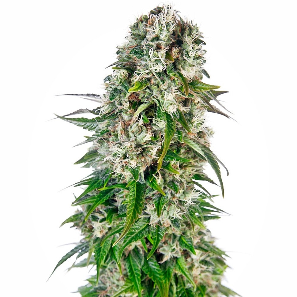 Семена каннабиса Baikonur feminised Bang Seeds