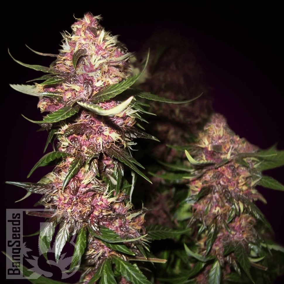 Семена каннабиса  Baikonur feminised Bang Seeds