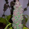 Семена каннабиса  Baikonur feminised Bang Seeds