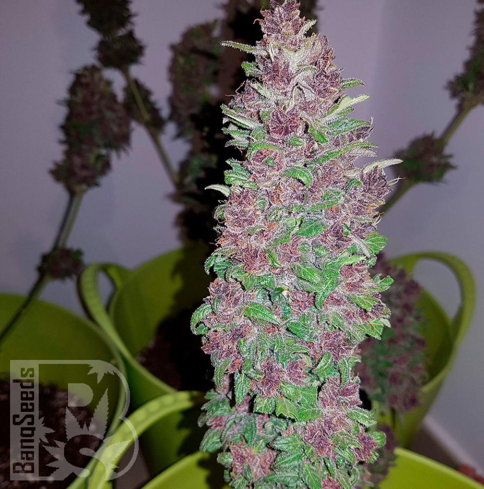 Семена каннабиса  Baikonur feminised Bang Seeds