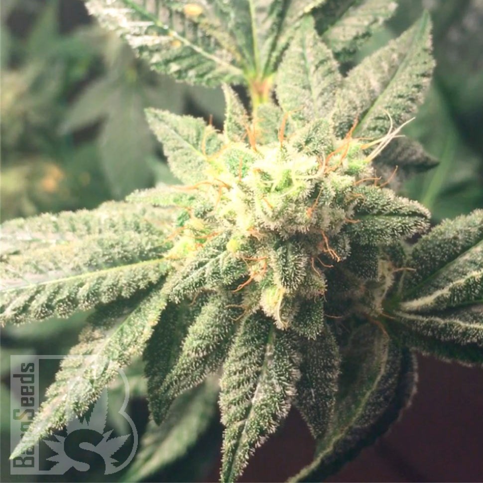 Семена конопли  Auto Hell's Angel OG feminised Ganja Seeds