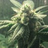 Семена конопли  Auto Hell's Angel OG feminised Ganja Seeds