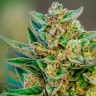 Семена конопли  Auto Hell's Angel OG feminised Ganja Seeds