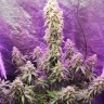 Семена конопли  Auto Hell's Angel OG feminised Ganja Seeds