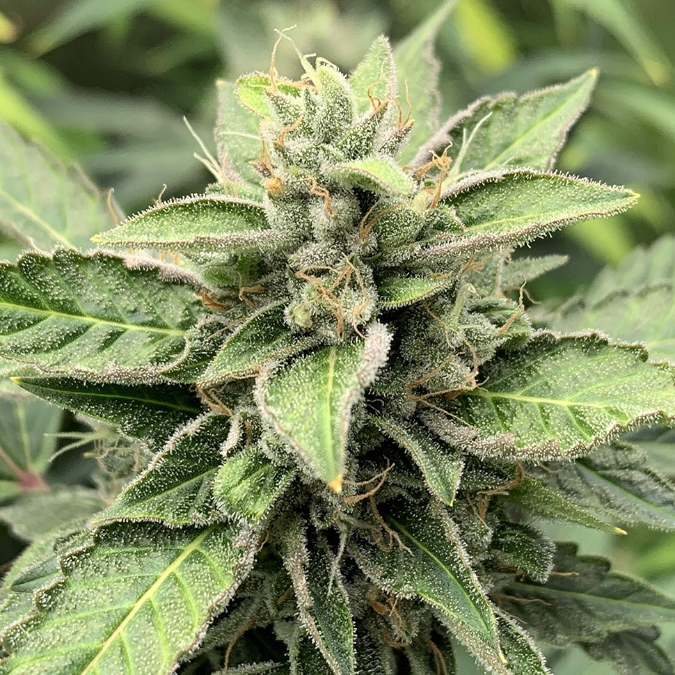 Семена марихуаны  Orange Skunk regular Ganja Seeds