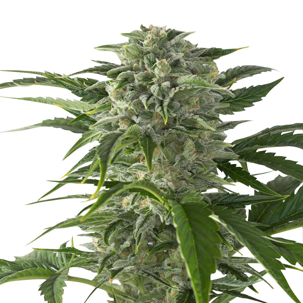 Семена ганжа  Juggernaut feminised GanjaVIP Seeds