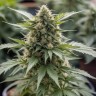 Семена ганжа  Balkhash feminised Bang Seeds