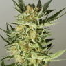 Семена ганжа  Balkhash feminised Bang Seeds