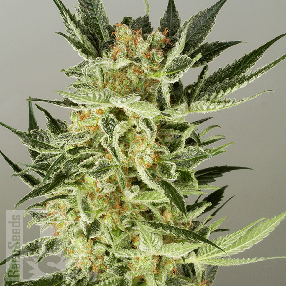 Семена ганжа  Balkhash feminised Bang Seeds