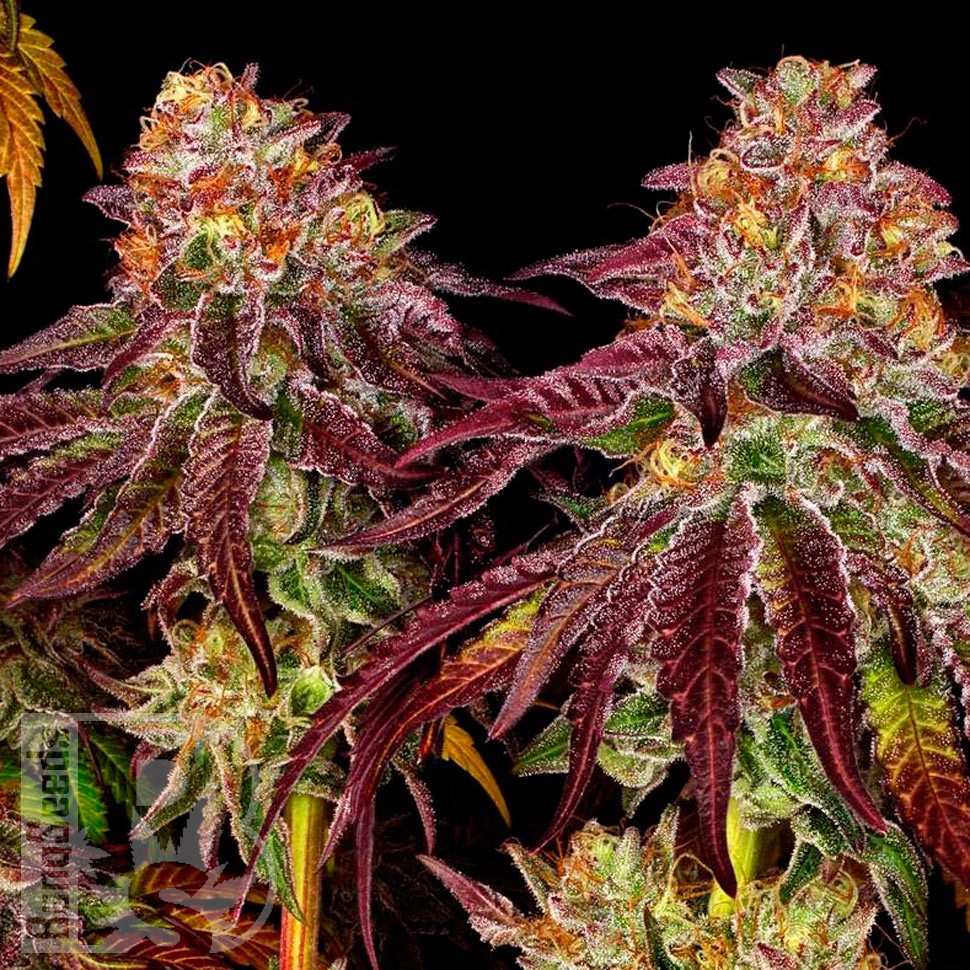 Семена марихуаны Auto Mimosa feminised Ganja Seeds