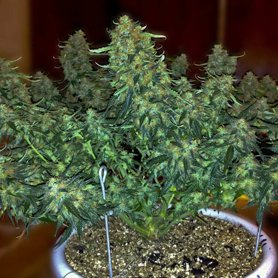 Семена конопли Auto Sweet Tooth regular Ganja Seeds