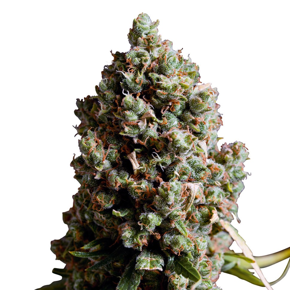 Семена марихуаны Auto Caiera feminised GanjaVIP Seeds