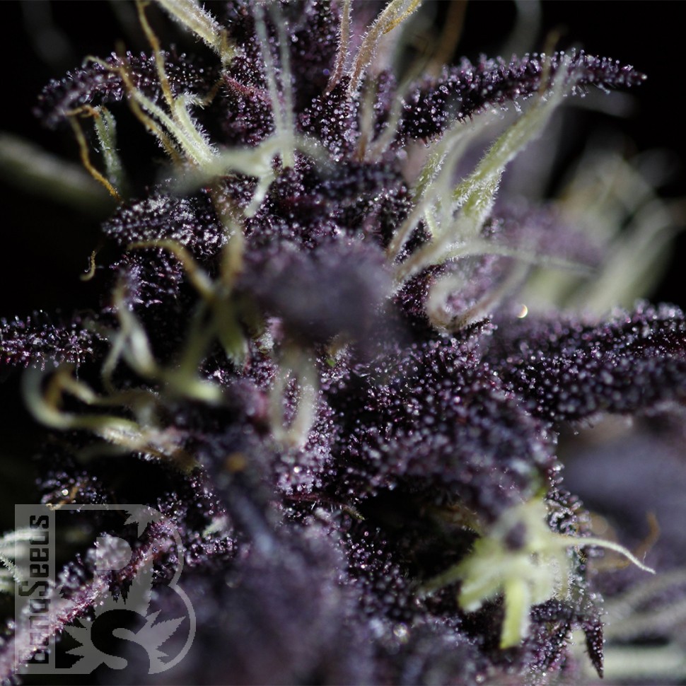 Семена каннабиса Auto Dark Purple feminised Ganja Seeds