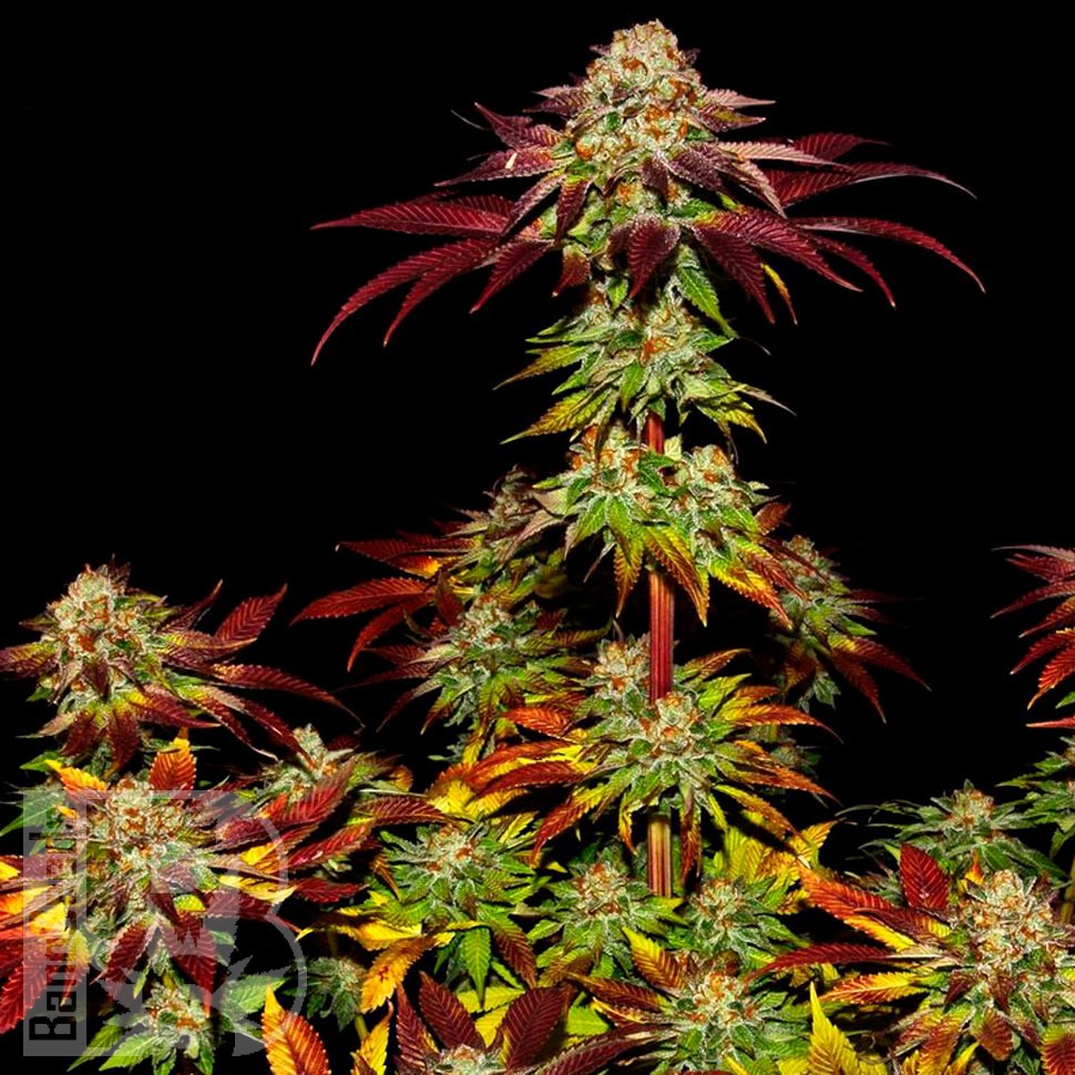 Семена ганжа  Auto Mintz feminised Ganja Seeds