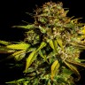 Семена ганжа  Auto Mintz feminised Ganja Seeds