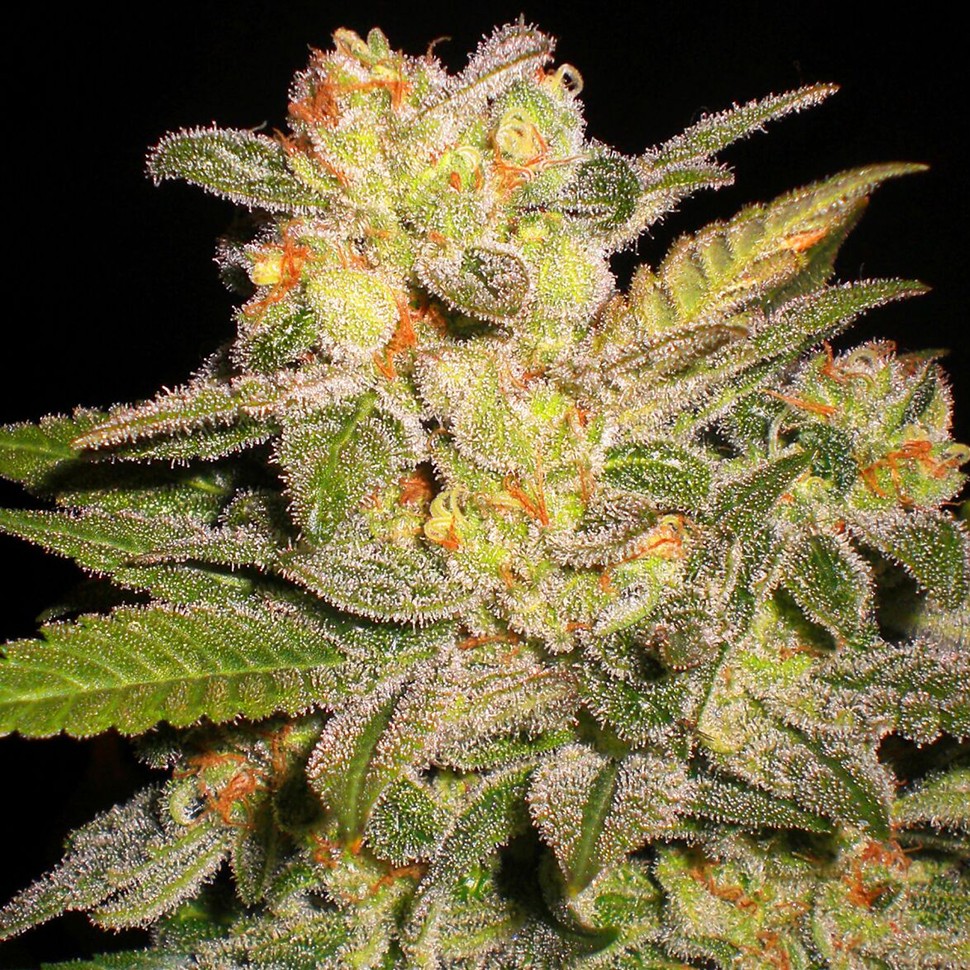 Семена  Auto Mango feminised Ganja Seeds