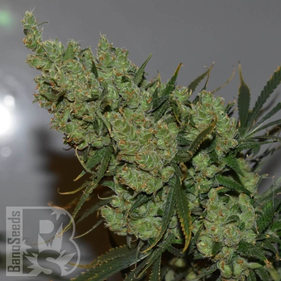 Семена марихуаны Brainstorm regular Ganja Seeds