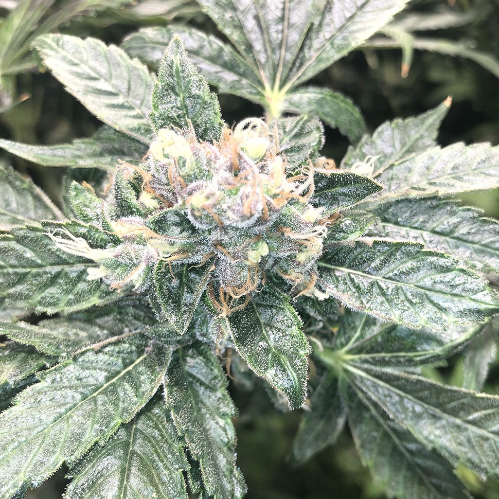 Семена Haze regular Ganja Seeds