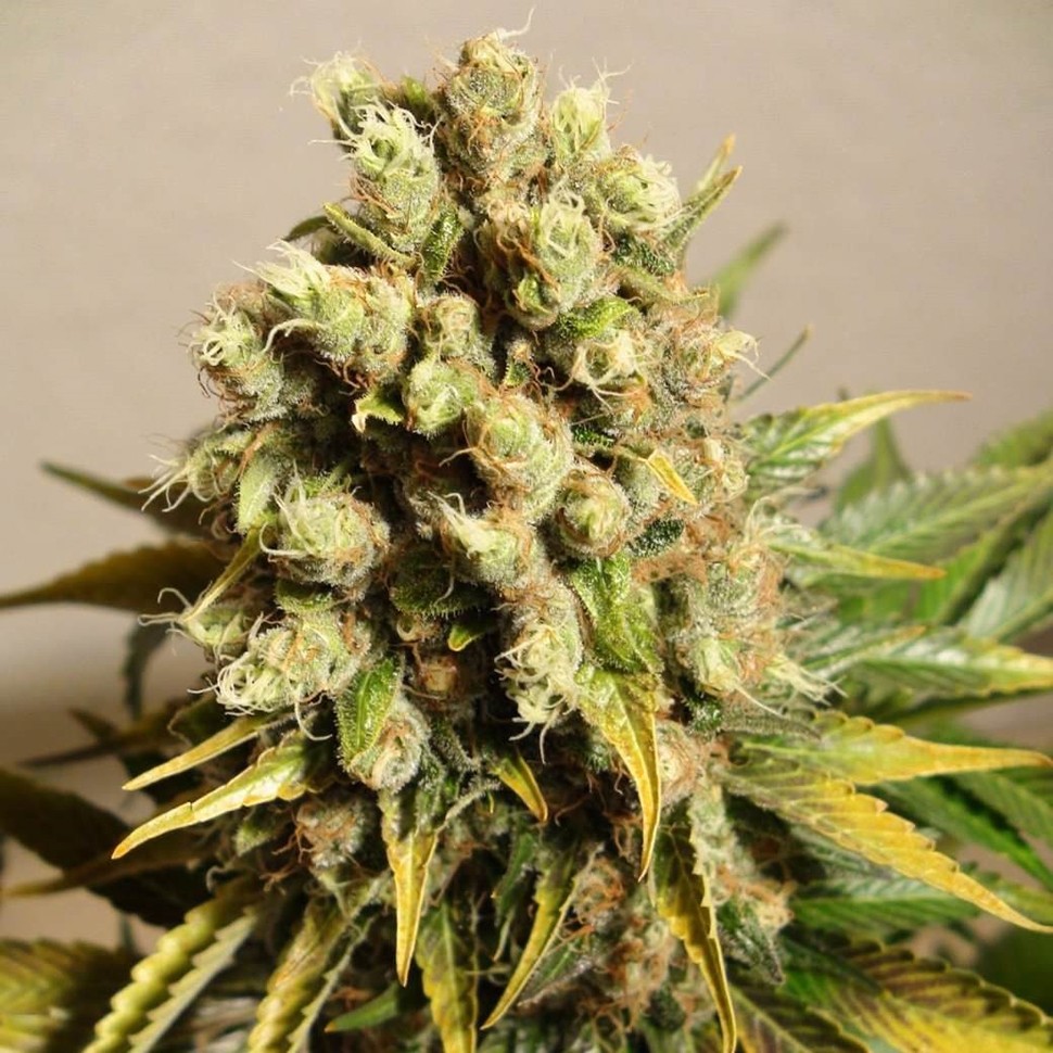 Семена ганжа  Ganesh Spirit regular Ganja Seeds